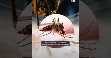 Mosquito’s into London’s Underground Myth #dwplaneta