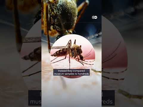 Mosquito’s into London’s Underground Myth #dwplaneta